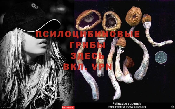 стафф Аркадак